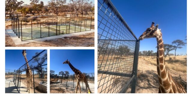 girafe-padel-namibie.jpg
